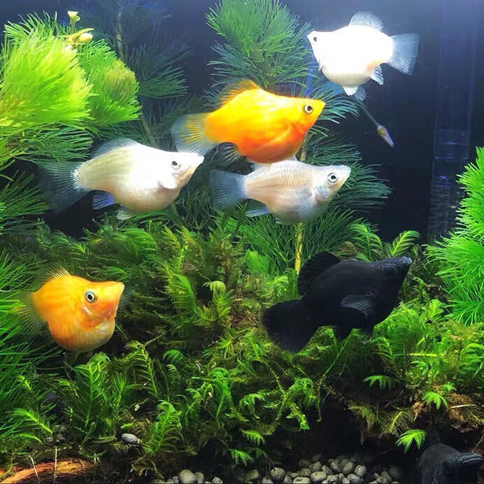 皮球玛丽鱼怀孕母临产金玛丽三色黑银鱼缸除油膜清洁鱼热带观赏鱼朴彩