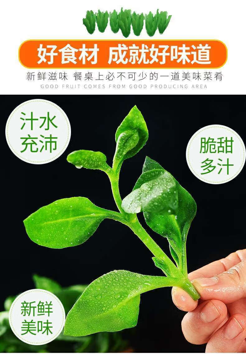 新鲜叶菜田七菜穿心莲菜绿叶菜凉拌沙拉菜青菜批发农家菜3斤