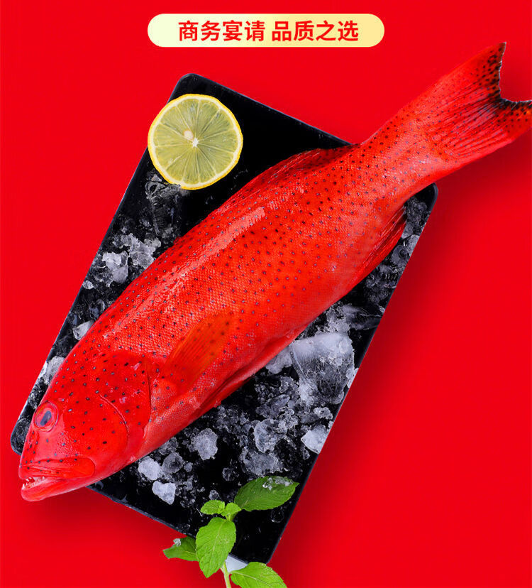 东星斑鱼400500g条海捕红星燕尾斑鱼新鲜冻品海鲜水产克雷蒙东星斑1条