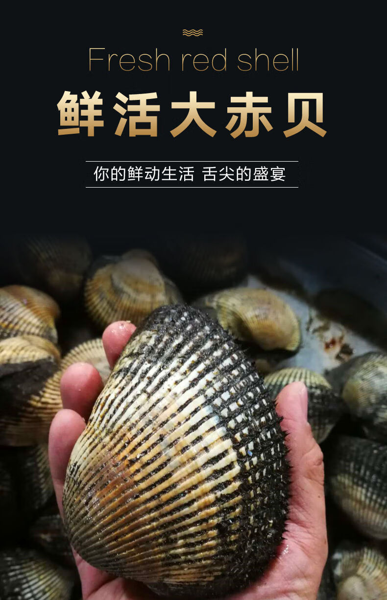 鲜活大赤贝海鲜贝类新鲜大毛蚶活蛤蜊毛蛤血蛤生吃刺身水产四斤装