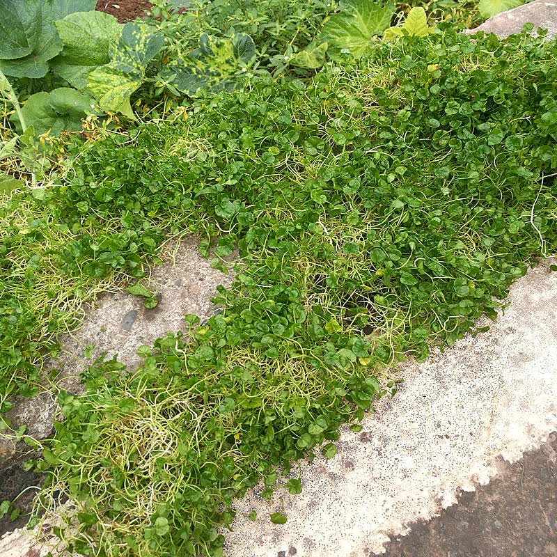 康中尊 金钱草正宗四川野生小叶金钱草溶石中药材化各种结石马蹄金250