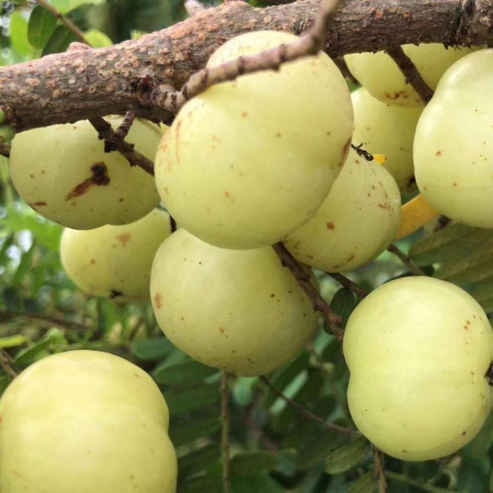 【精品】油柑果 潮汕金灶现摘甜油甘5斤大果 新鲜油甘果牛甘果余甘果