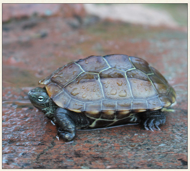 乌龟活体中华草龟外塘草龟小观赏龟水龟金线龟宠物龟活物龟家庭组5只