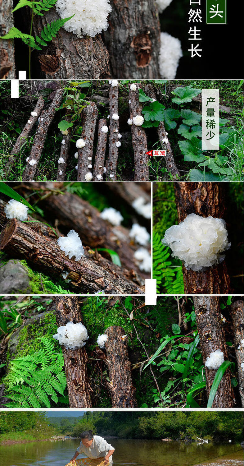 新耳采摘椴木银耳小银耳干货新货农家特产糯耳白木耳莲子羹椴木小银耳