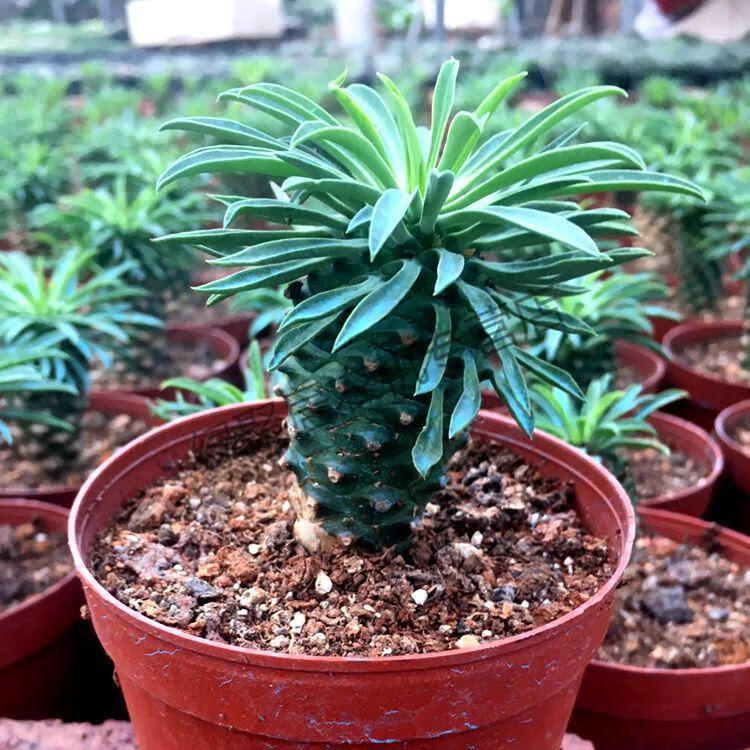 江影清铁甲麒麟群生一物一拍 峨眉山大戟科块根多肉植物仙人球掌盆栽