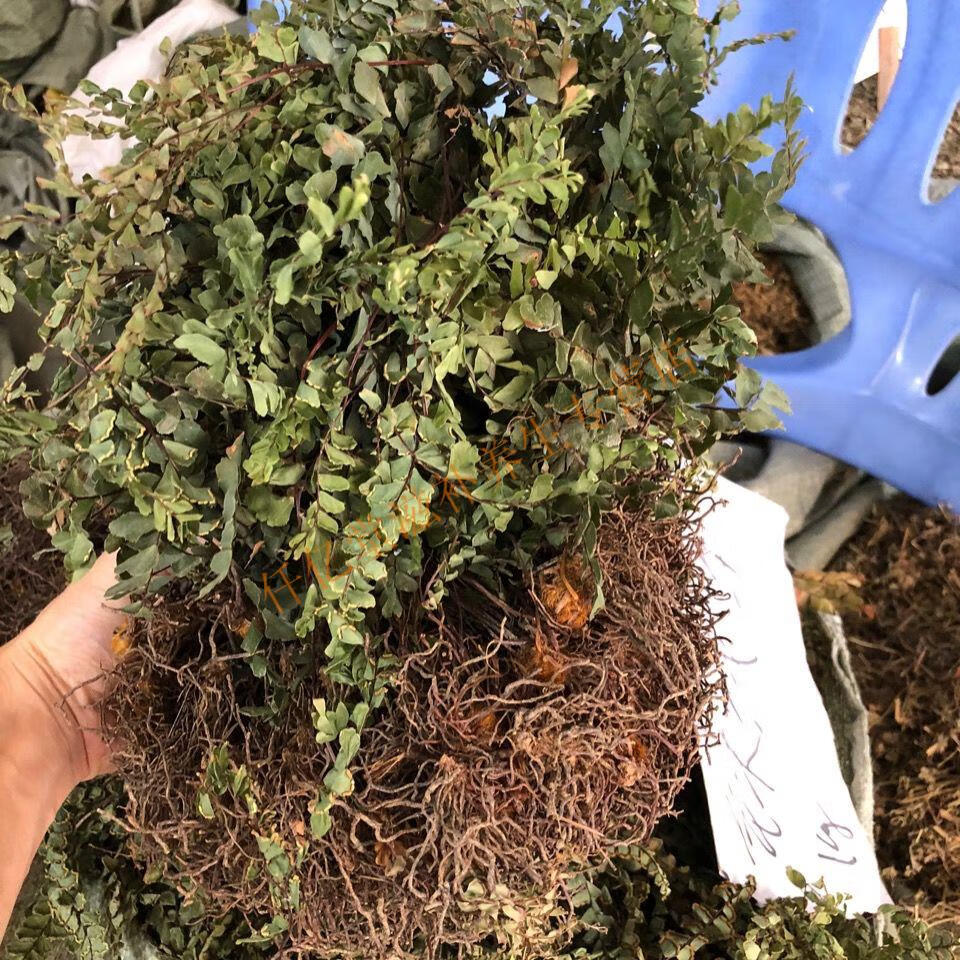 中药材猪鬃草1000g 铁线蕨铁线草水猪毛七猪毛草黑骨芒箕中草药 1000g