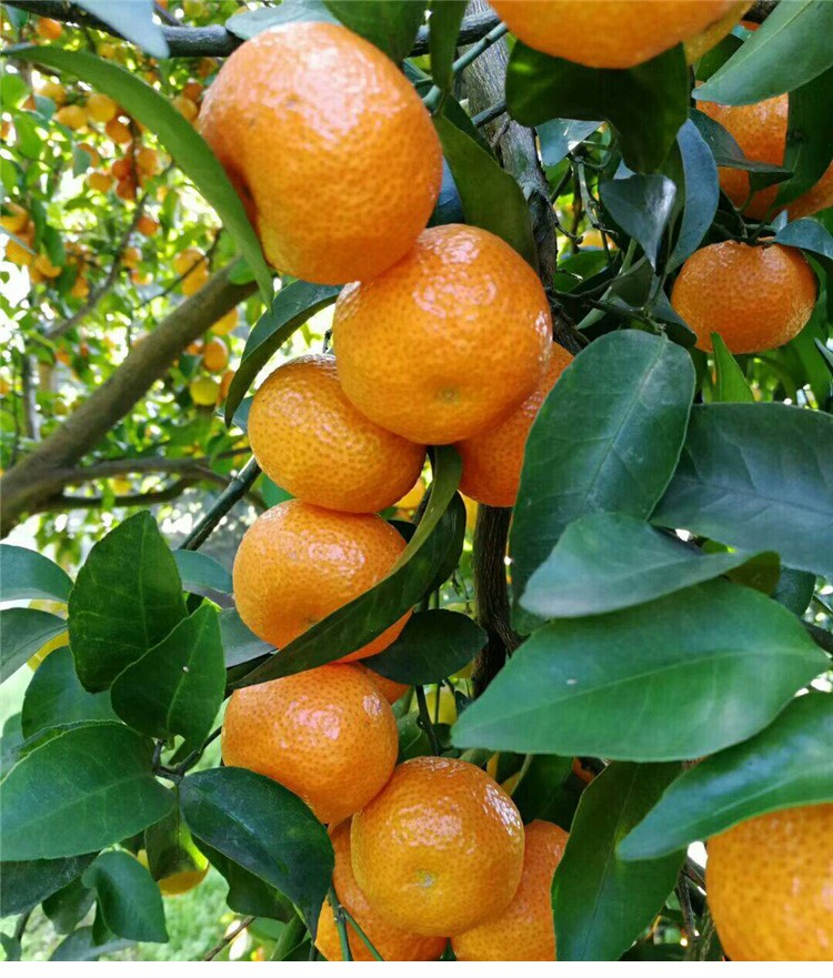 广东四会沙糖桔当季新鲜水果无核小砂糖橘子孕妇薄皮5斤现摘中大果5斤