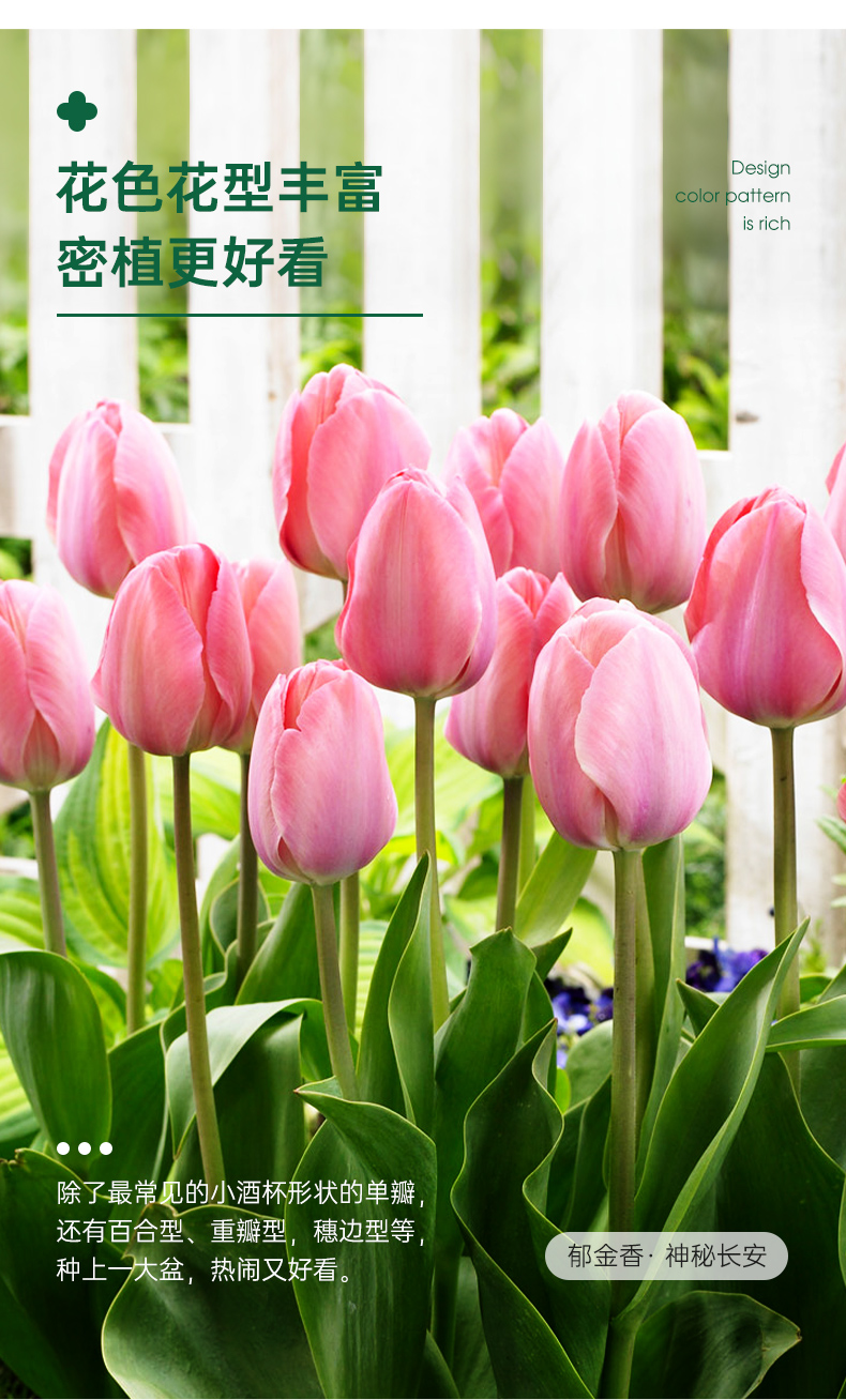 月娥郁金香种球自然球荷兰进口粉色重瓣郁金香大种球带芽四季花卉预售