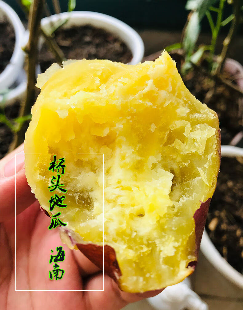 精品海南澄迈桥头地瓜10斤富硒新鲜红薯桥沙板栗薯5斤桥头地瓜10斤