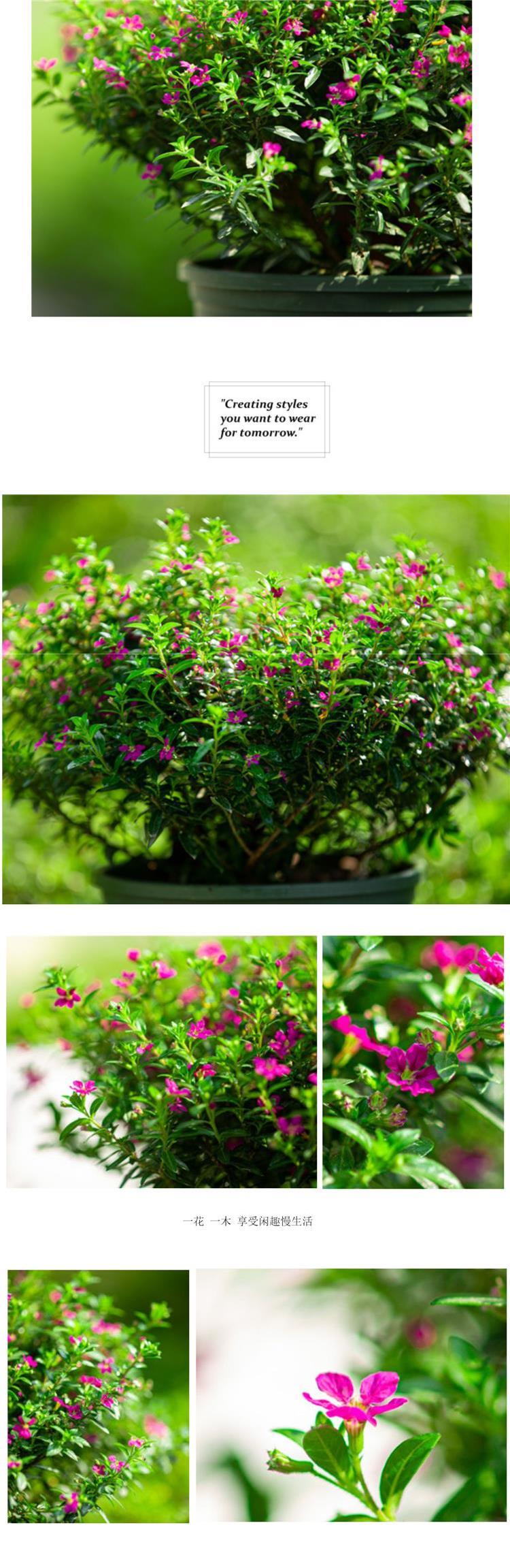 室内外阳台庭院好养植物常开花紫色带花苞大盆花卉绿植满天星不含盆