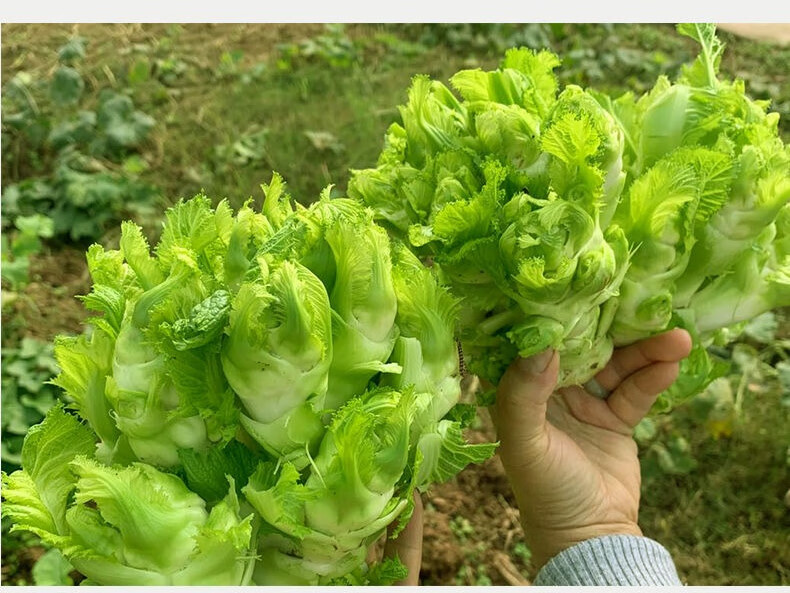 四川兒菜嫩抱子芥農家現摘抱兒菜新鮮蔬菜5斤純兒子菜