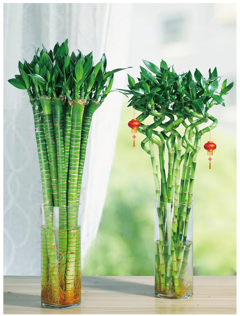 富贵竹植物水养室内好养水生转运竹客厅绿植盆栽带根龙竹水培花卉