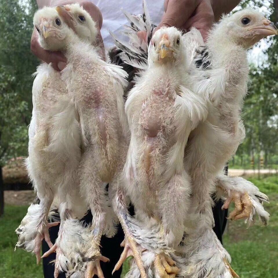 族萃婆罗门鸡纯种梵天鸡宠物幼崽活鸡巨型大体型进口种鸡包活到家