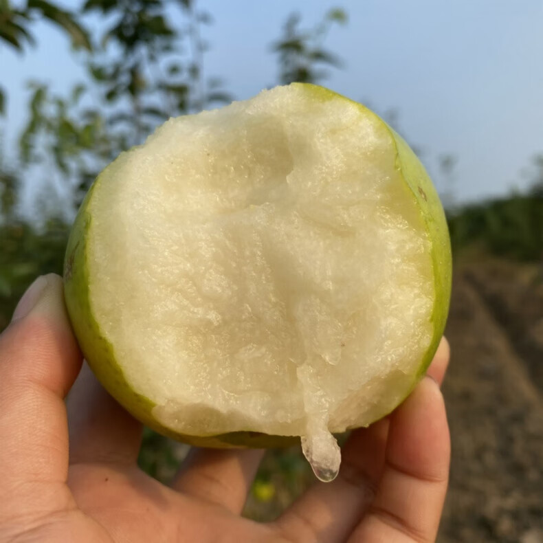 湖北露天绿宝石梨翠玉梨翠冠梨当季新鲜水果脆甜梨子苹果梨 5斤【图片