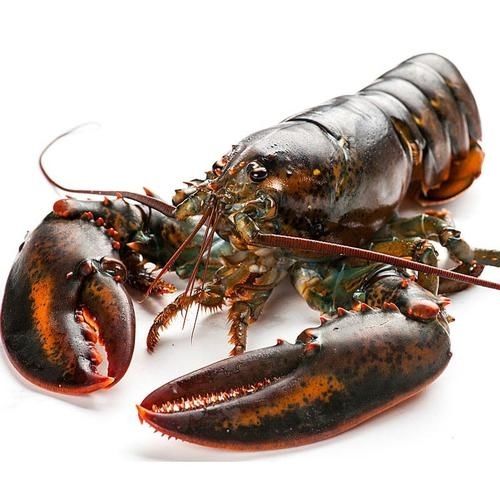 活冻波士顿龙虾大波龙速冻大龙虾生冻新鲜大波龙[生冻发货]展志曼智