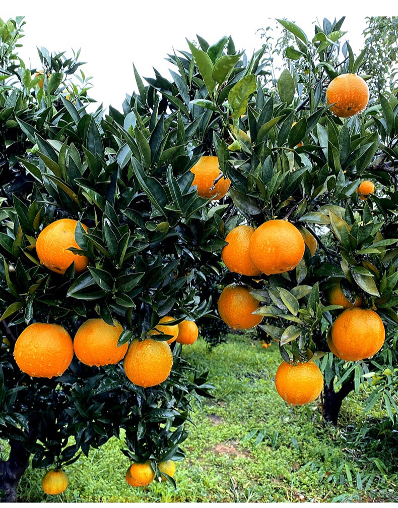 jd物流四川新鲜爱媛38号果冻橙装橙子新鲜当季水果桔子宝宝孕妇整箱