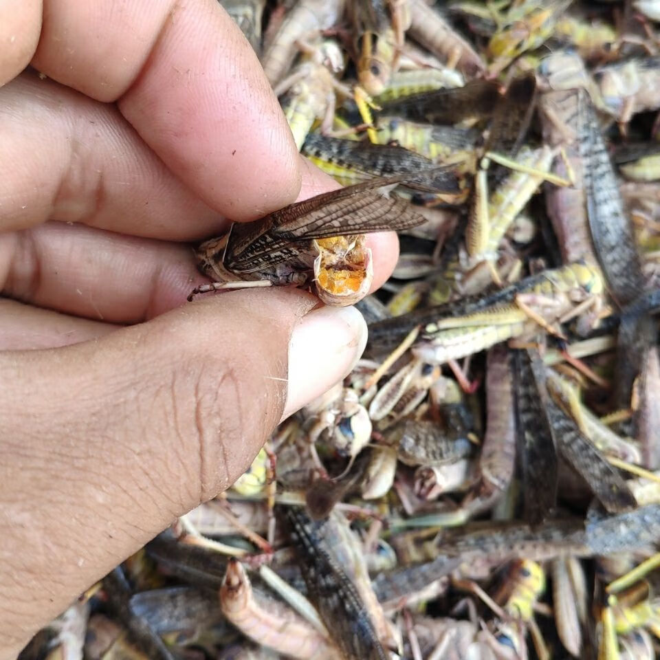 土蚂蚱吐的口水图片