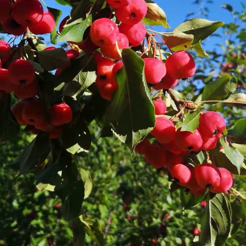 新鲜冻海棠果东北冻花红果冻海红果小苹果小沙果孕妇酸甜水果 5斤