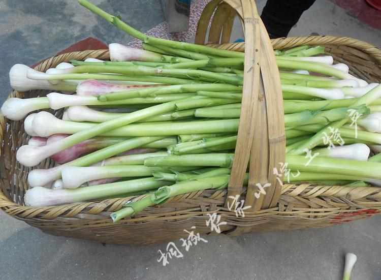 农家自制腌大蒜杆香辣大蒜苗安徽特产咸菜大蒜梗蒜须蒜叶蒜苔 腌大蒜