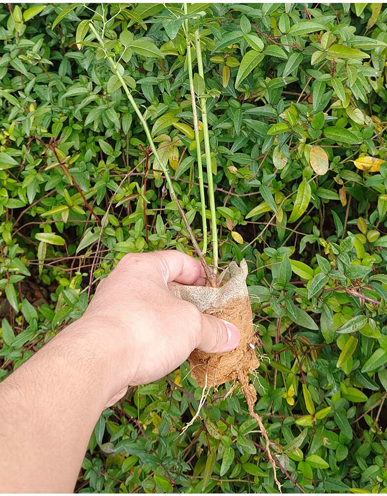 文静花坊 金樱子树苗带刺品种梨有无刺果子中可入药泡酒带土发货 无刺