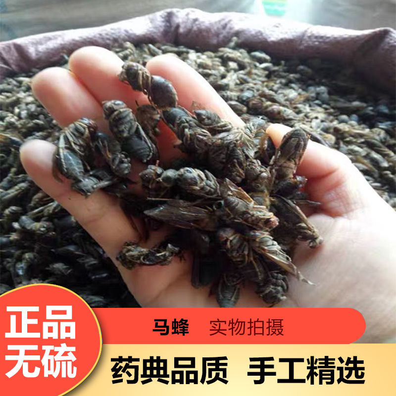 中药材 马蜂干 大黄蜂 马蜂 葫芦蜂 另售土元金边龙虱 100g 100g