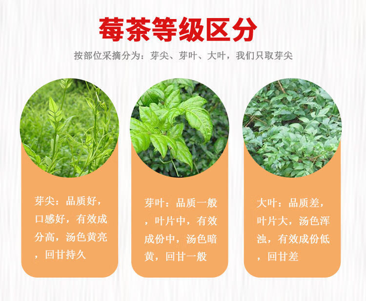 莓茶野生茅岩莓龙须嫩芽张家界土家甘露霉茶芽尖恩施来凤长寿藤茶