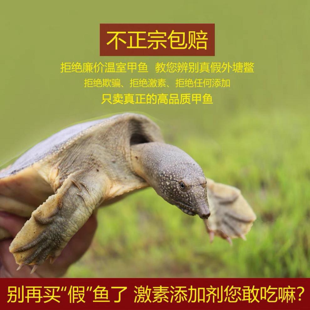 15斤鲜活外塘野养生长甲鱼活体青黄背老鳖王八活体团鱼昌盛隆18斤鲜活