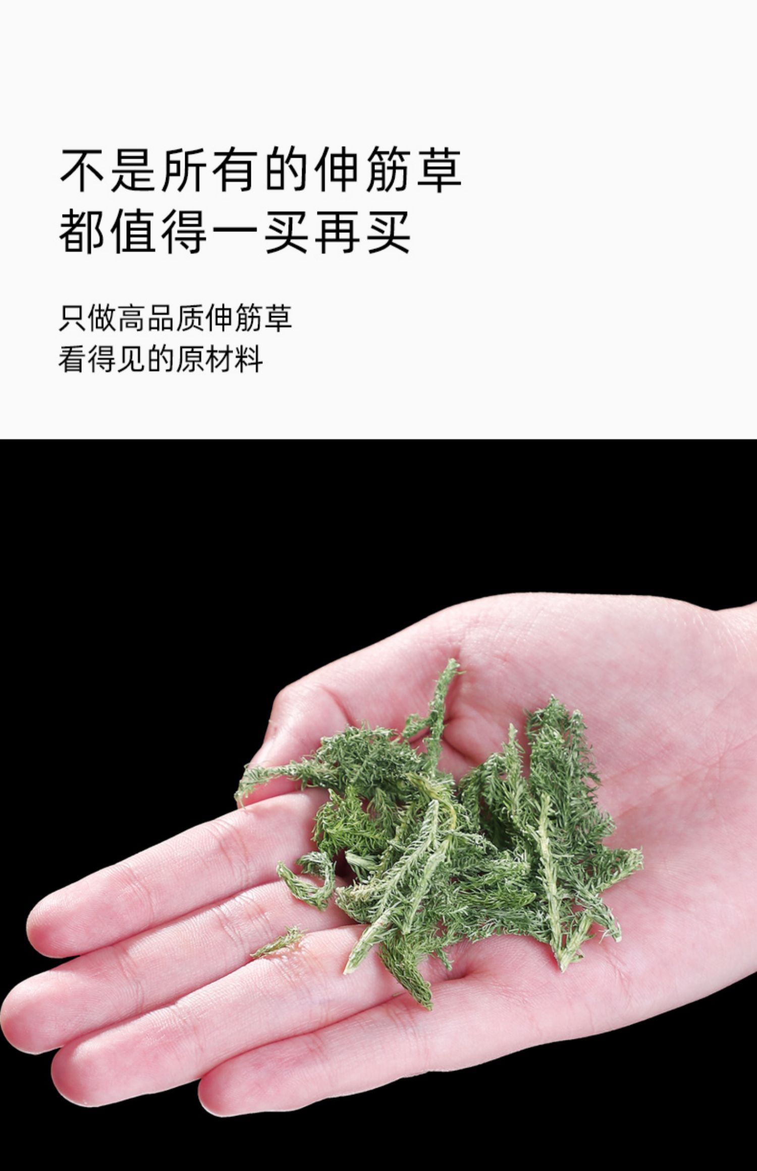 同仁堂伸筋草新鮮500g中藥散裝泡腳小伸筋草舒筋草中藥材非野生特級伸