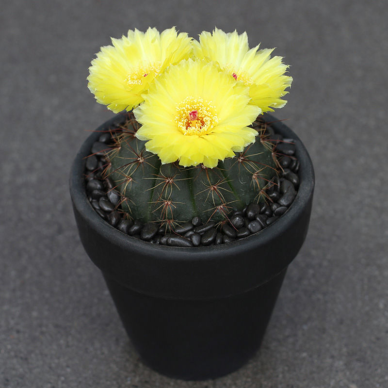 开花仙人球 青王丸开大黄花品种实生仙人球南国玉属 多肉植物盆栽 带