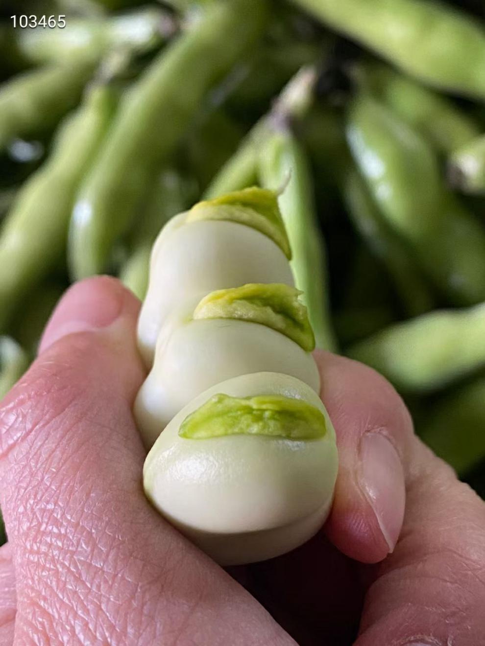 農家自種雲南蠶豆新鮮帶殼胡豆生綠嫩蠶豆青豆莢蔬菜5斤裝精選新鮮