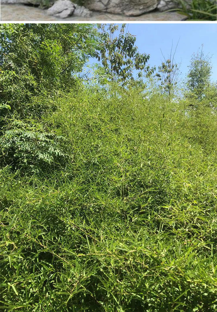 限购实心竹1厘米2颗 不含盆【图片 价格 品牌 报价】-京东