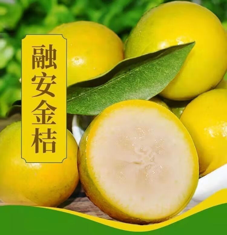 【广西融安滑皮金桔】现摘优质新鲜水果黄皮纯甜小金桔脆皮金桔 中大