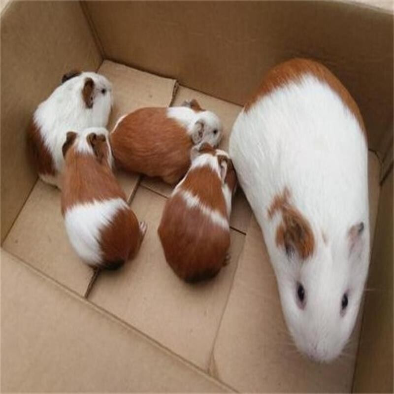 [京选推荐]宠物荷兰猪活体荷兰鼠活体彩豚活物天竺鼠健康 对称眼圈【2