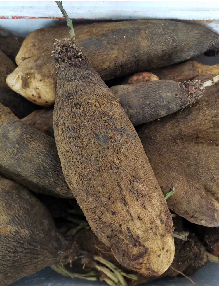 江西脚板薯白色大薯5斤赣南紫山药毛薯农家新鲜蔬菜现挖淮山 2500g