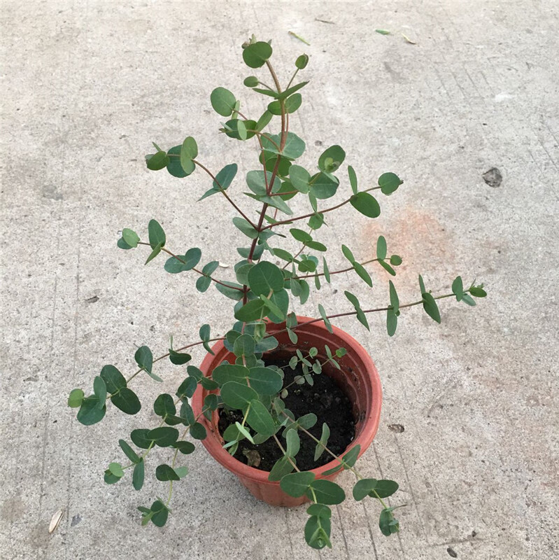 尤加利叶盆栽尤加利盆栽心叶桉尤加利苗心叶尤加利网红植物苹果叶殖心