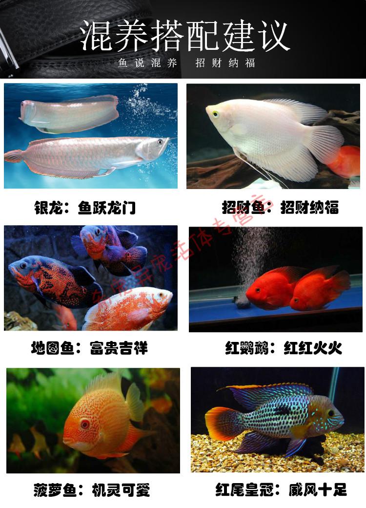 热带鱼猫鱼红尾鲶鱼活银龙鱼狗仔鲸鱼大型观赏鱼底层鱼1617cm猫1条