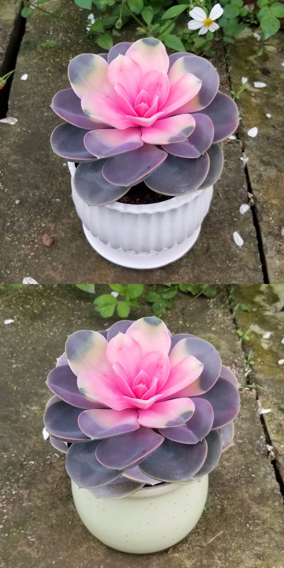 园艺 客厅彩心莲多肉植物盆栽桌面植物花卉室内绿植花好养紫珍珠 小紫