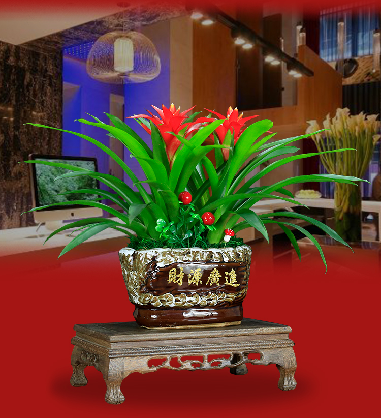 鸿运当头盆栽植物室内前台开业乔迁送礼花卉绿植凤梨四季开花红掌鸿运