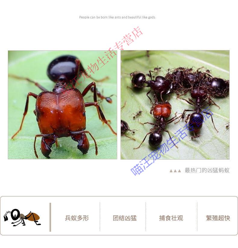 瑾伦全异巨首蚁盲切叶蚁特化兵蚁宠物产卵蚁后活体活物繁殖好养大型5