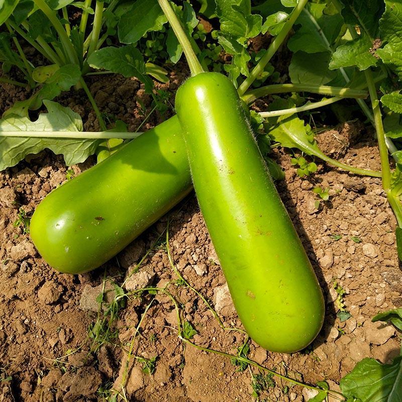 瓠子瓜新鲜蔬菜蒲瓜福建葫芦瓜夜开花农家现摘15斤3斤瓠子优选