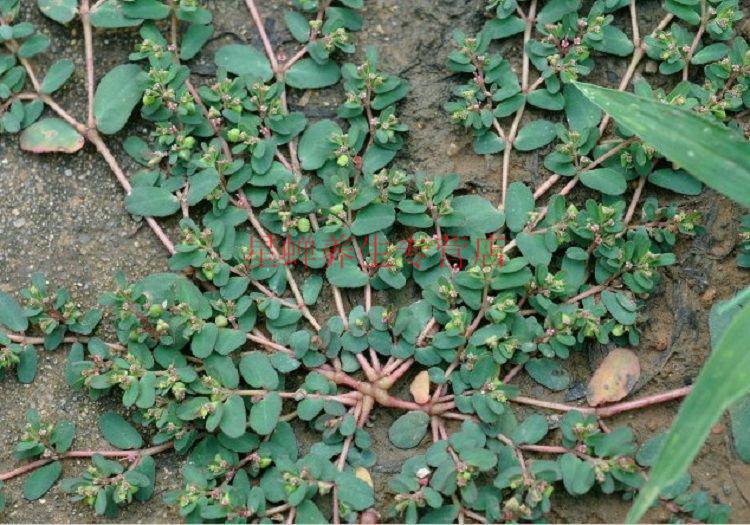 北京 原料新货野生干地锦草 血见愁 奶汁草 小飞扬草250克5000克代