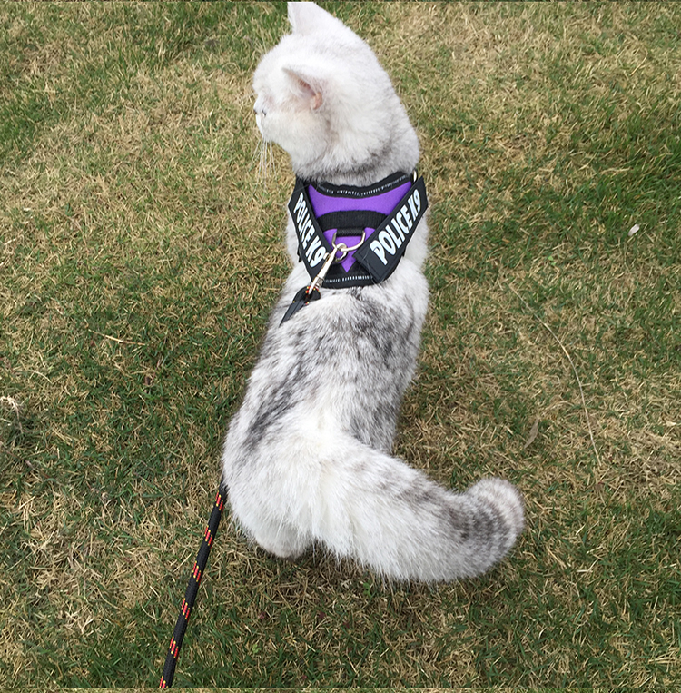 猫咪用品遛猫绳背心式防挣脱拴猫牵猫专用牵引溜猫绳猫链子牵引绳黑色