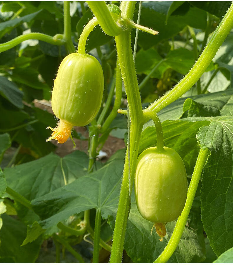 现摘农家自种金童玉女瓜新鲜拇指水果小黄瓜孕妇生吃黄瓜清脆爽口金童