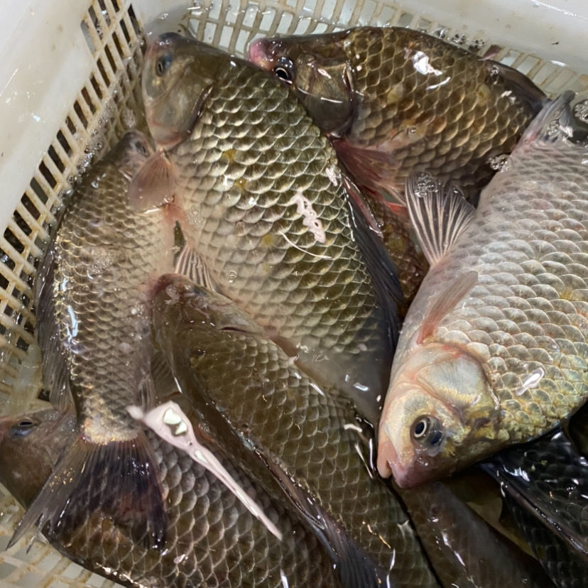 千岛湖野生鲫鱼正宗鲜活活体孕妇月子下奶炖汤儿童老人淡水鱼整条鲸洋