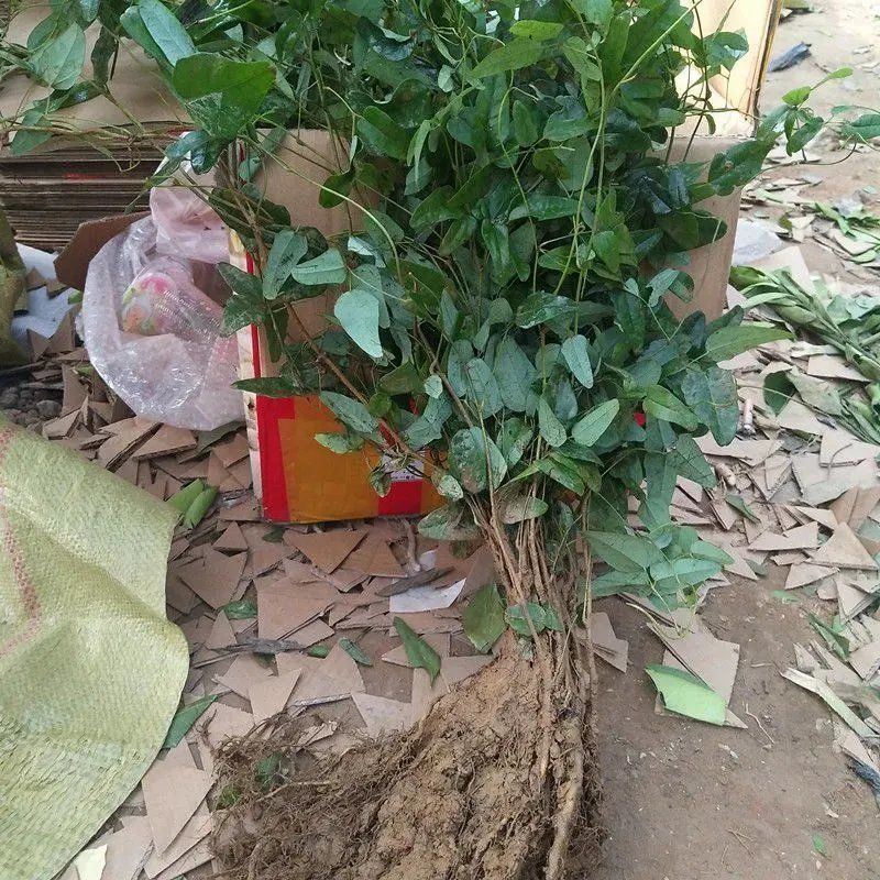 带叶带土八月瓜树苗一颗盆栽地栽紫色八月炸苗牛卵坨爬藤苗茄红八月瓜