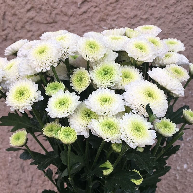 轻奢多头小雏菊混搭水养鲜切花鲜花花束好养超长花期冷链多头小菊克隆