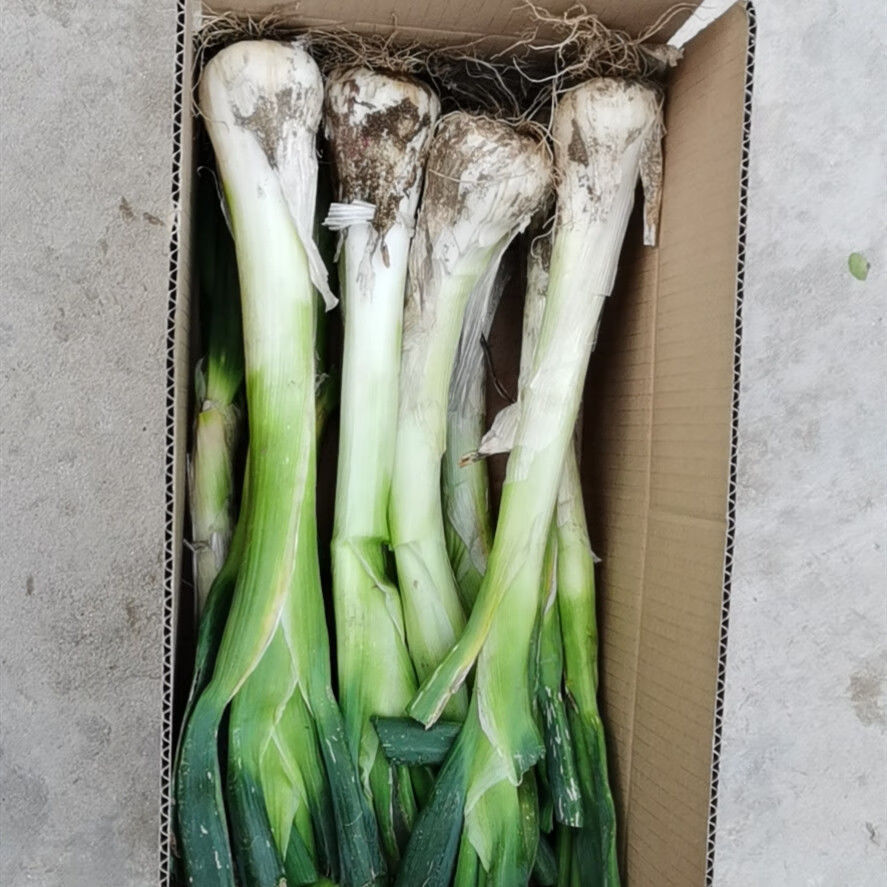 鸡腿葱新鲜 大头葱 农家自种鸡腿葱 蔬菜 冬储大葱 带叶鸡腿葱5斤【图