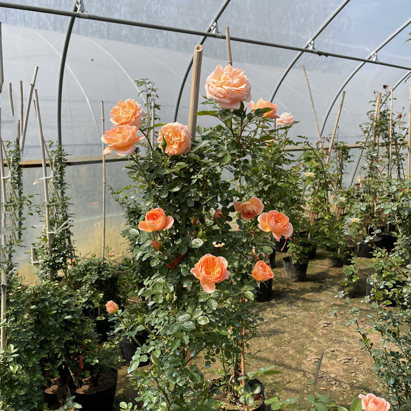 瑰玮甜梦藤本月季多头小花蔷薇花苗多季节开花甜美可做花境拱门庭院