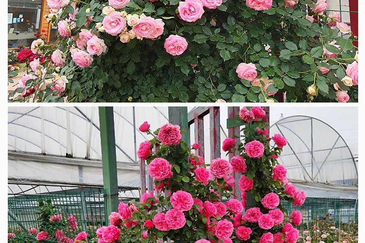 薔薇大苗拱門花牆庭院植物陽臺盆栽四季開花粉色龍沙寶石大苗不含盆