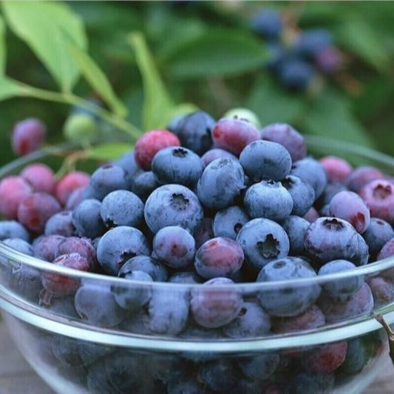 kirkland柯可兰蓝莓干美国kirkland柯克兰蓝莓干567g零食果干567g备